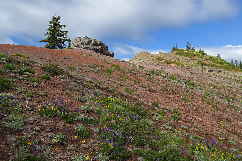 wildflowers (Eriophyllum lanatum, Penstemon procerus, Castilleja miniata, Calochortus subalpinus) [Bachelor Mountain Trail, Willamette National Forest, Linn County, Oregon]