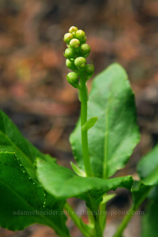 one-sided wintergreen, budding (Orthilia secunda (Pyrola secunda)) [Bugaboo Ridge Trail, Willamette National Forest, Linn County, Oregon]