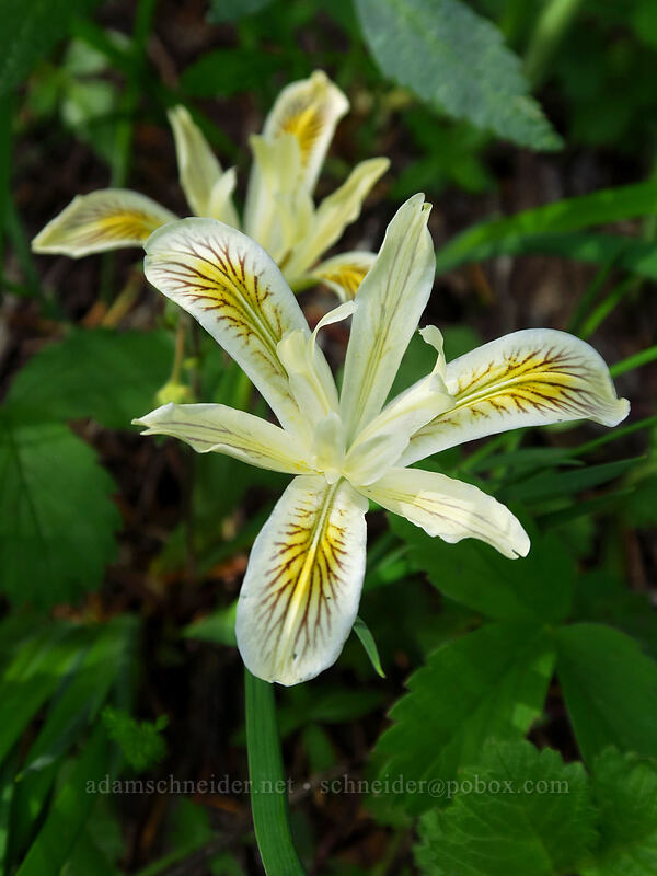 yellow-leaf iris (Iris chrysophylla) [Bugaboo Ridge Trail, Willamette National Forest, Linn County, Oregon]