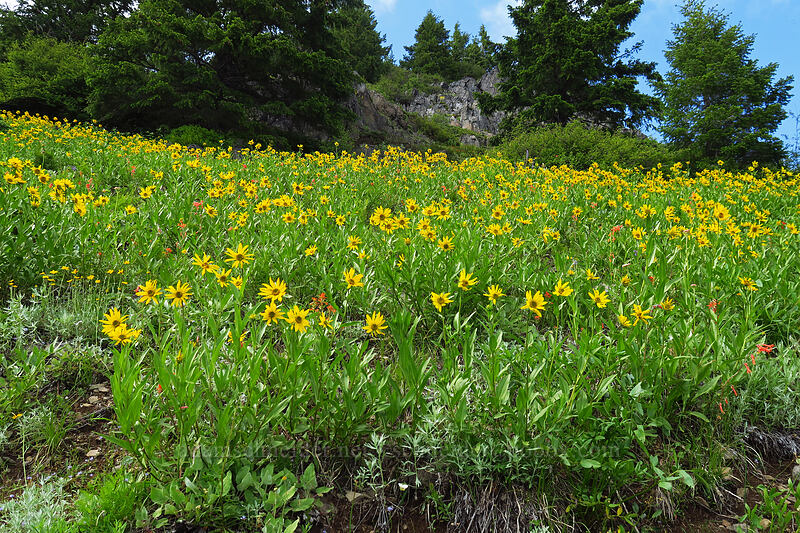 false sunflowers (Helianthella uniflora) [Bugaboo Ridge Trail, Willamette National Forest, Linn County, Oregon]