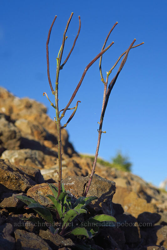 wallflower siliques (seed-pods) (Erysimum capitatum) [Bachelor Mountain Trail, Willamette National Forest, Linn County, Oregon]