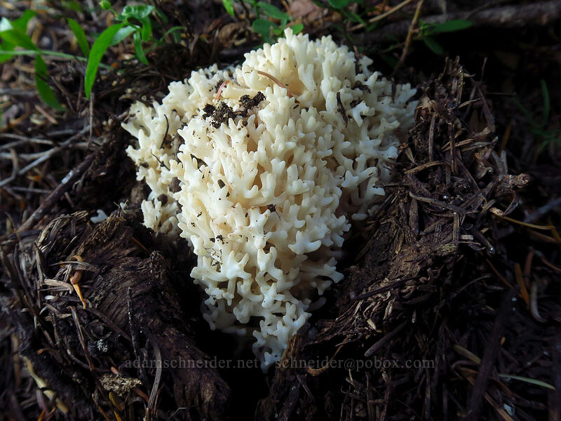white coral fungus (Ramaria sp.) [Bachelor Mountain Trail, Willamette National Forest, Linn County, Oregon]