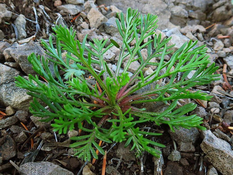 basal leaves of scarlet gilia (Ipomopsis aggregata) [Bachelor Mountain Trail, Willamette National Forest, Linn County, Oregon]