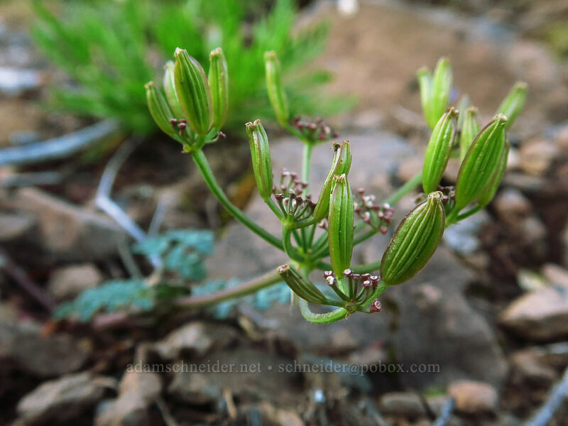 Cascade desert parsley seeds (Lomatium martindalei) [Bachelor Mountain Trail, Willamette National Forest, Linn County, Oregon]