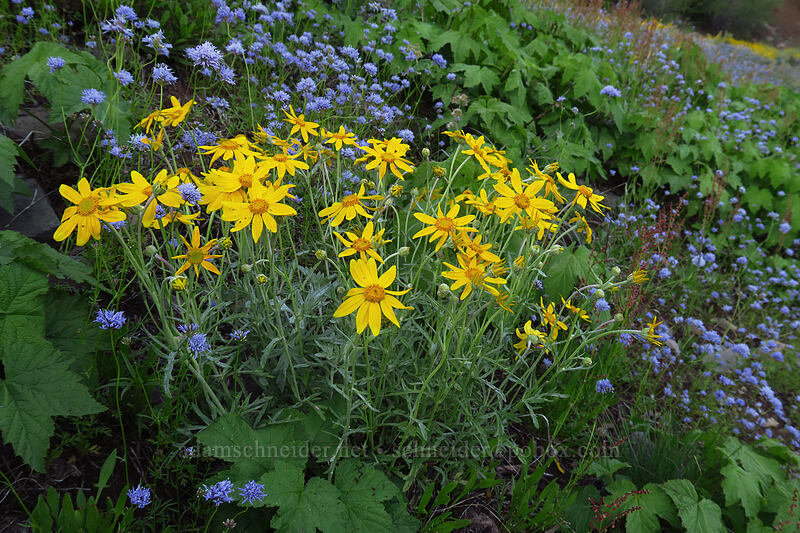 Oregon sunshine & blue-head gilia (Eriophyllum lanatum, Gilia capitata) [Bachelor Mountain Trailhead, Willamette National Forest, Linn County, Oregon]