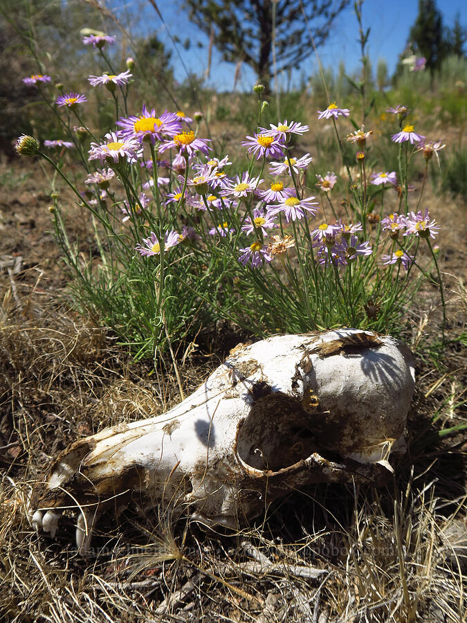 purple fleabane & a coyote(?) skull (Erigeron poliospermus) [Forest Road 57, Crooked River National Grassland, Jefferson County, Oregon]