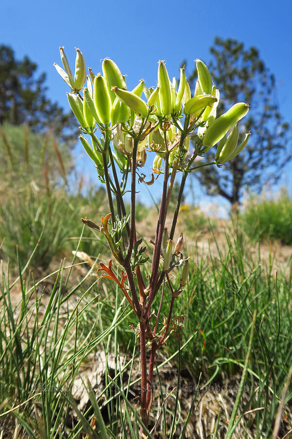 big-seed biscuitroot seeds (Lomatium macrocarpum) [Forest Road 57, Crooked River National Grassland, Jefferson County, Oregon]