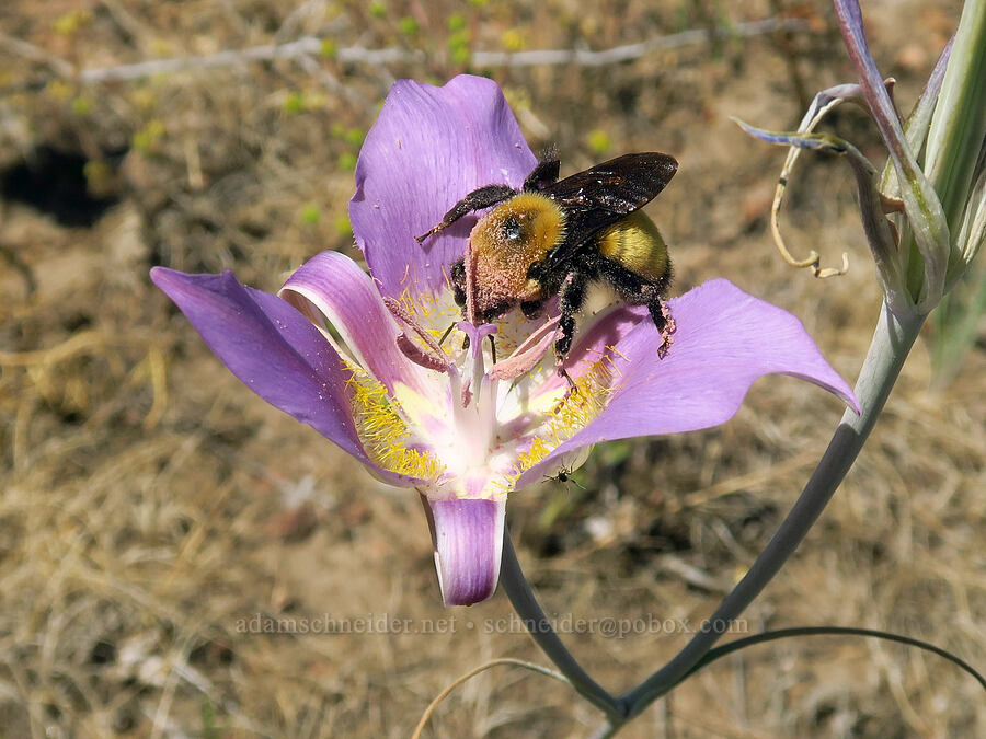 bumblebee on sagebrush mariposa lily (Calochortus macrocarpus) [Forest Road 57, Crooked River National Grassland, Jefferson County, Oregon]