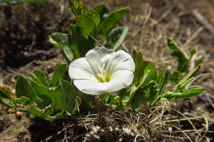 field bindweed (Convolvulus arvensis) [Forest Road 57, Crooked River National Grassland, Jefferson County, Oregon]