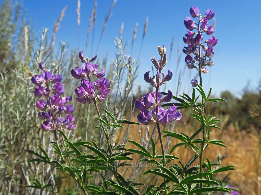 silvery lupine (Lupinus argenteus) [Forest Road 57, Crooked River National Grassland, Jefferson County, Oregon]