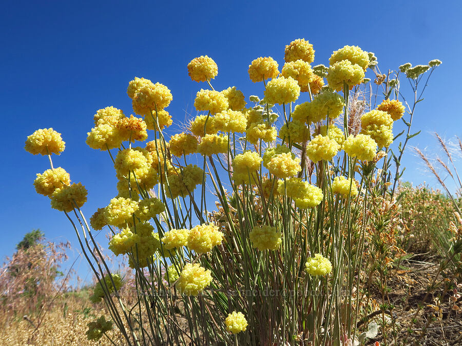 buckwheat (Eriogonum sp.) [Crooked River Highway, Crook County, Oregon]