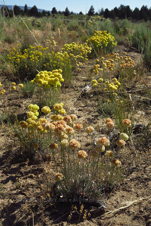 wild buckwheat (Eriogonum sp.) [Crooked River Highway, Crook County, Oregon]