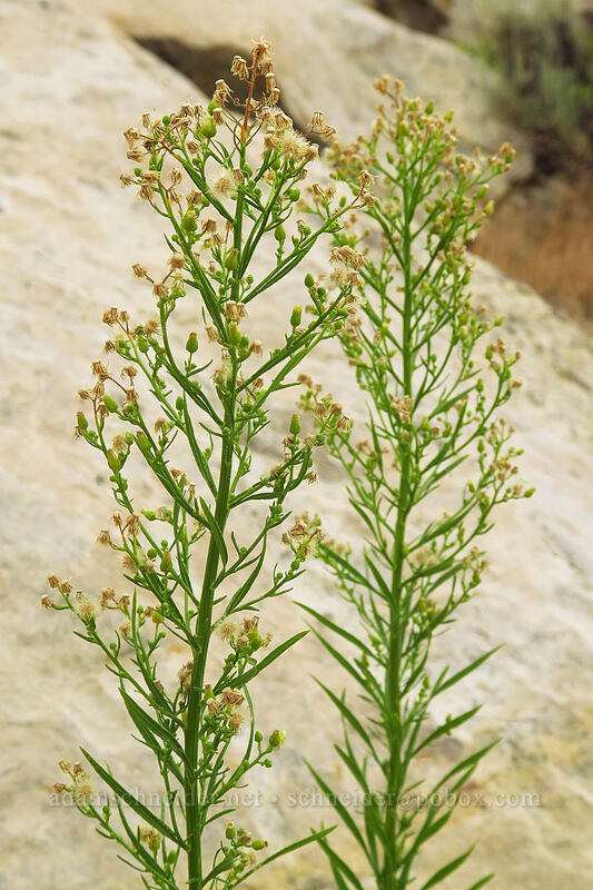 horseweed (Canadian fleabane) (Conyza canadensis (Erigeron canadensis)) [Fossil Discovery Trail, Dinosaur National Monument, Uintah County, Utah]