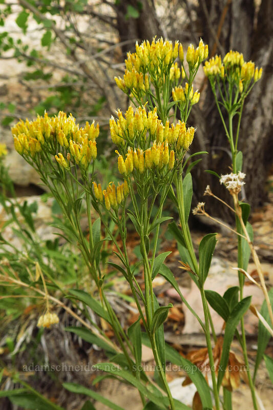 yellow rabbitbrush (Chrysothamnus viscidiflorus (Ericameria viscidiflora)) [Fossil Discovery Trail, Dinosaur National Monument, Uintah County, Utah]