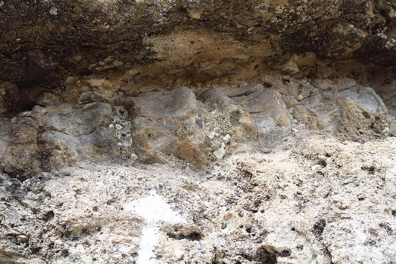dinosaur spine [Fossil Discovery Trail, Dinosaur National Monument, Uintah County, Utah]