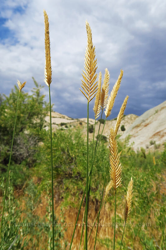 crested wheatgrass (Agropyron cristatum) [Fossil Discovery Trail, Dinosaur National Monument, Uintah County, Utah]