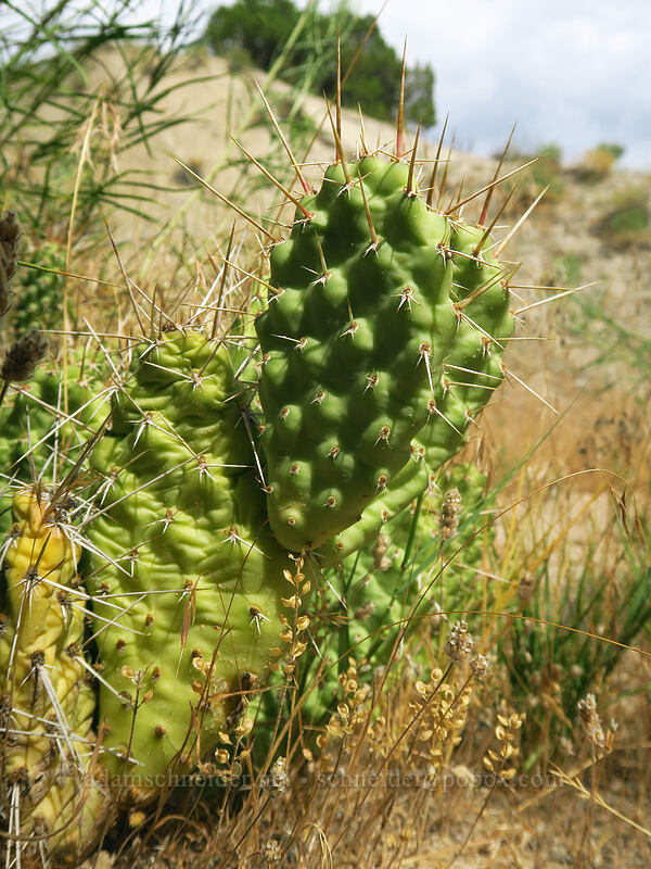brittle prickly-pear cactus (Opuntia fragilis) [Fossil Discovery Trail, Dinosaur National Monument, Uintah County, Utah]