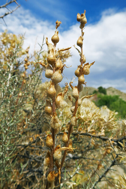 seed pods [Fossil Discovery Trail, Dinosaur National Monument, Uintah County, Utah]