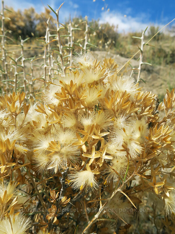 short-spine horse-brush, gone to seed (Tetradymia spinosa) [Fossil Discovery Trail, Dinosaur National Monument, Uintah County, Utah]