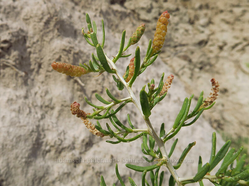 greasewood (female flowers) (Sarcobatus vermiculatus) [Fossil Discovery Trail, Dinosaur National Monument, Uintah County, Utah]