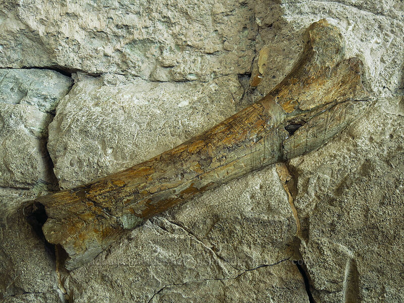 dinosaur bone [Quarry Exhibit Hall, Dinosaur National Monument, Uintah County, Utah]