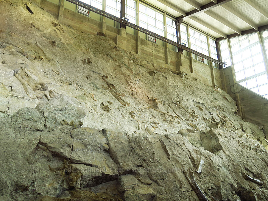 dinosaur bones [Quarry Exhibit Hall, Dinosaur National Monument, Uintah County, Utah]