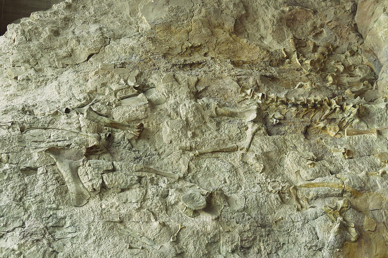 dinosaur bones [Quarry Exhibit Hall, Dinosaur National Monument, Uintah County, Utah]