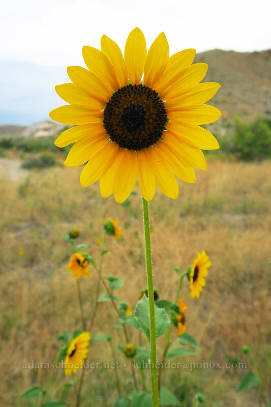 sunflower (Helianthus annuus) [Visitor Center, Dinosaur National Monument, Uintah County, Utah]