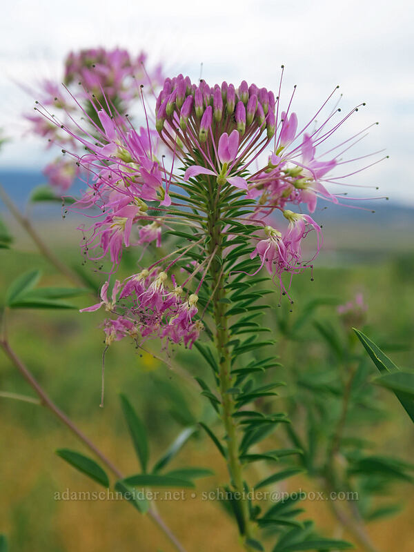 Rocky Mountain bee plant (Peritoma serrulata (Cleome serrulata) (Cleomella serrulata)) [Visitor Center, Dinosaur National Monument, Uintah County, Utah]