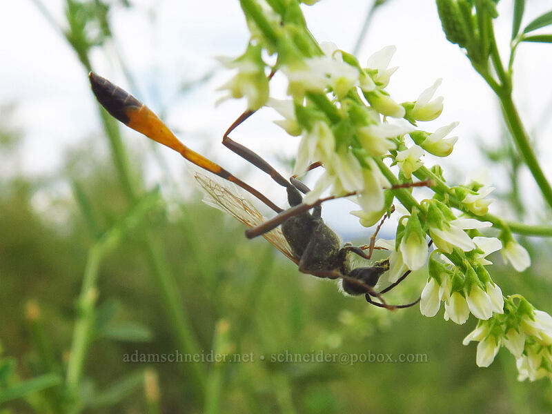 thread-waisted sand wasp on sweet-clover (Ammophila sp., Melilotus albus) [Visitor Center, Dinosaur National Monument, Uintah County, Utah]