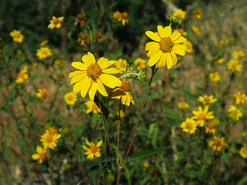showy golden-eye (Heliomeris multiflora (Viguiera multiflora)) [Land's End Road, Grand Mesa National Forest, Mesa County, Colorado]