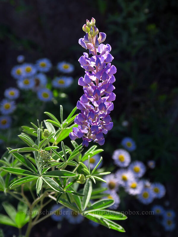 lupine (Lupinus sp.) [Land's End Road, Grand Mesa National Forest, Mesa County, Colorado]