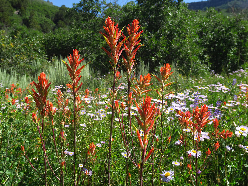 Wyoming paintbrush (Castilleja linariifolia) [Land's End Road, Grand Mesa National Forest, Mesa County, Colorado]