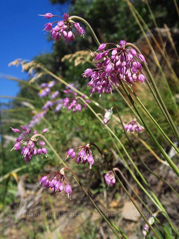 nodding onion (Allium cernuum) [Land's End Road, Grand Mesa National Forest, Mesa County, Colorado]