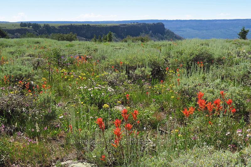 wildflowers [Land's End Observatory, Grand Mesa National Forest, Mesa County, Colorado]