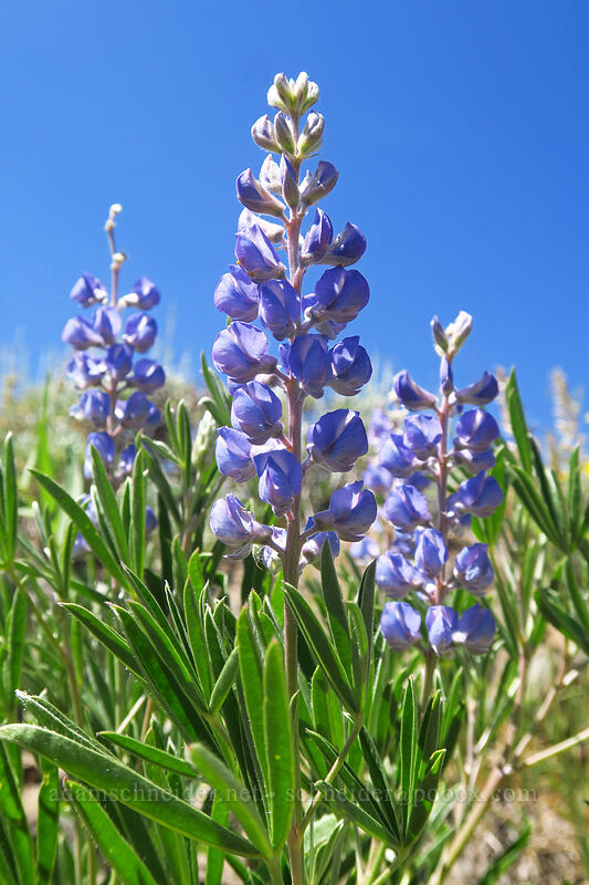 lupines (Lupinus sp.) [Land's End Observatory, Grand Mesa National Forest, Mesa County, Colorado]