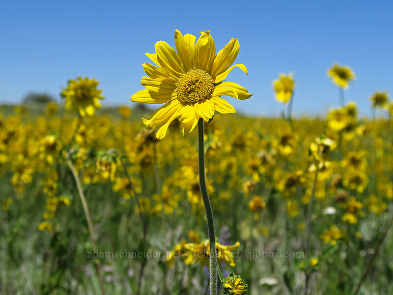 Aspen sunflowers (Helianthella quinquenervis) [Land's End Observatory, Grand Mesa National Forest, Mesa County, Colorado]