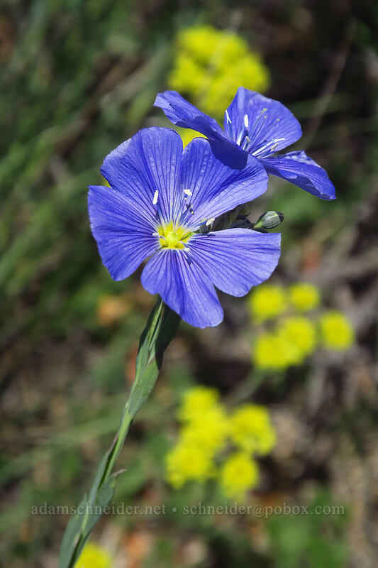 blue flax (Linum lewisii (Linum perenne var. lewisii)) [Land's End Observatory, Grand Mesa National Forest, Mesa County, Colorado]