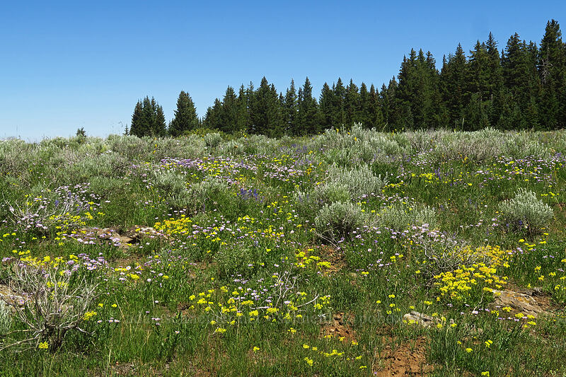 wildflowers & sagebrush [Forest Road 105, Grand Mesa National Forest, Mesa County, Colorado]