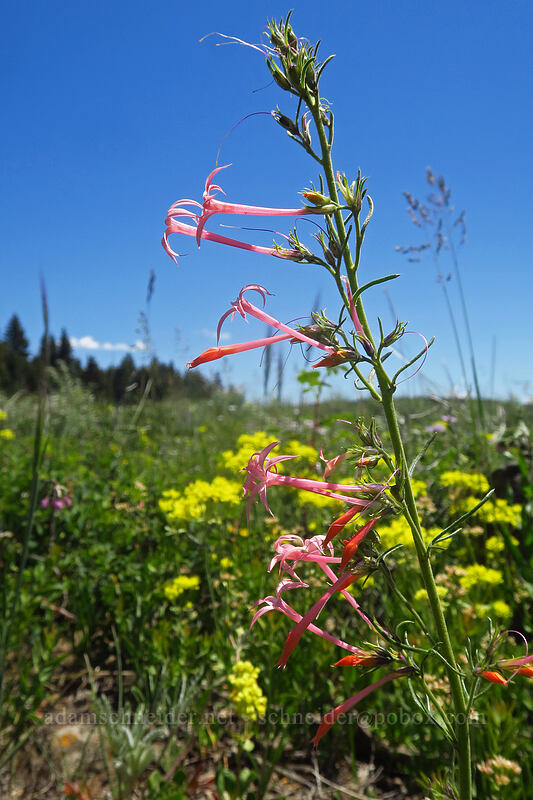 slender-tube skyrocket (Ipomopsis tenuituba) [Forest Road 105, Grand Mesa National Forest, Mesa County, Colorado]