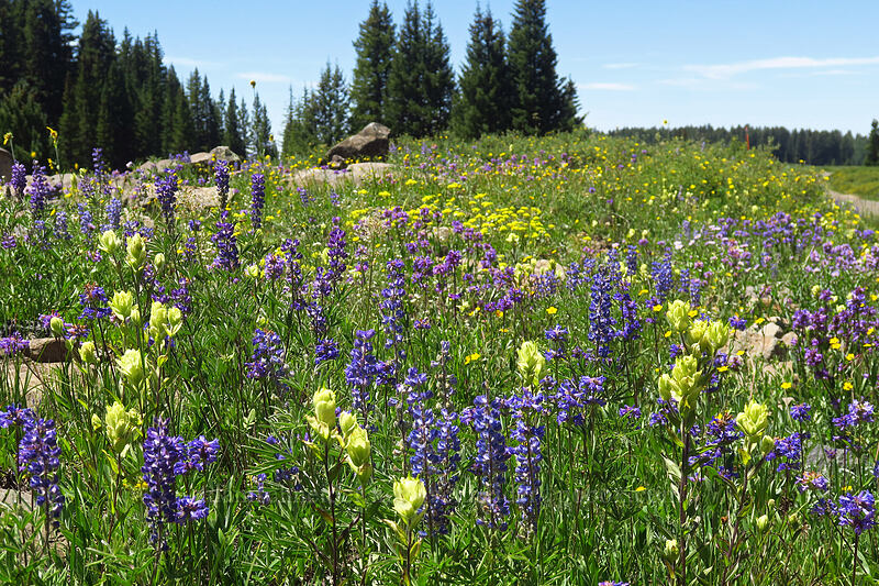 wildflowers (Castilleja septentrionalis (Castilleja sulphurea), Penstemon rydbergii, Lupinus sp., Eriogonum sp.) [Forest Road 105, Grand Mesa National Forest, Mesa County, Colorado]