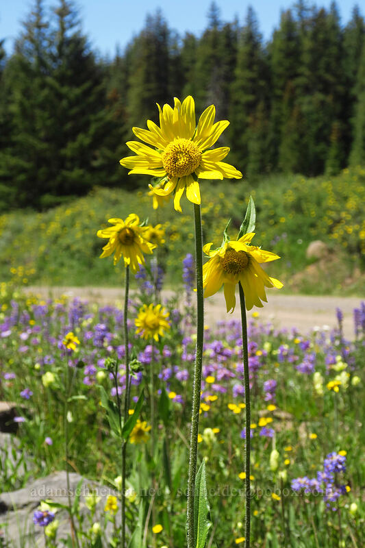 Aspen sunflowers (Helianthella quinquenervis) [Forest Road 105, Grand Mesa National Forest, Mesa County, Colorado]