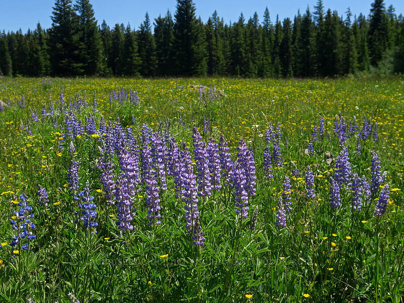 lupines (Lupinus sp.) [Forest Road 105, Grand Mesa National Forest, Mesa County, Colorado]