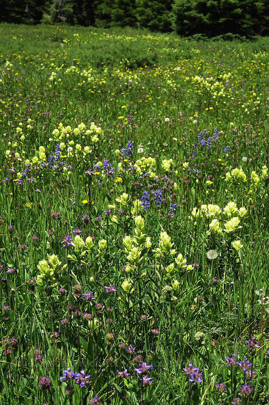 paintbrush & other wildflowers (Castilleja septentrionalis (Castilleja sulphurea)) [Forest Road 105, Grand Mesa National Forest, Mesa County, Colorado]