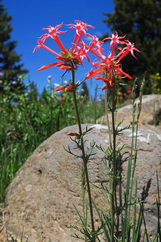 skyrocket (Ipomopsis tenuituba) [Forest Road 105, Grand Mesa National Forest, Mesa County, Colorado]