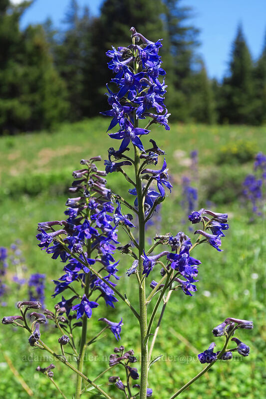Barbey's larkspur (Delphinium barbeyi) [Forest Road 105, Grand Mesa National Forest, Mesa County, Colorado]