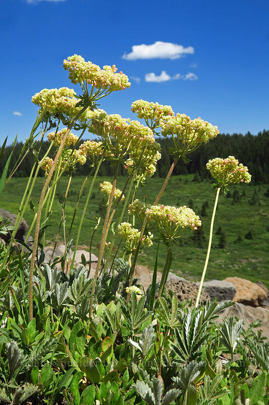 subalpine buckwheat (Eriogonum subalpinum (Eriogonum umbellatum var. majus)) [Forest Road 100, Grand Mesa National Forest, Mesa County, Colorado]