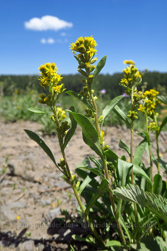sticky goldenrod (Solidago simplex) [Forest Road 100, Grand Mesa National Forest, Mesa County, Colorado]