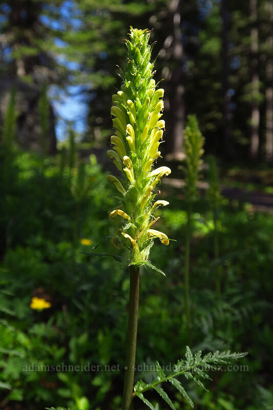 bracted lousewort (Pedicularis bracteosa) [Land of Lakes Trail, Grand Mesa National Forest, Delta County, Colorado]