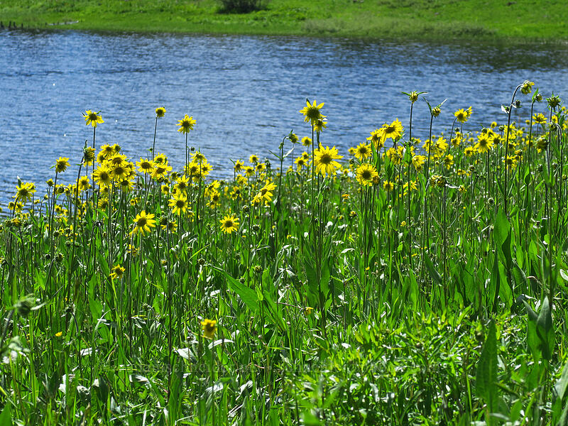 Aspen sunflowers (Helianthella quinquenervis) [Baron Lake, Grand Mesa National Forest, Delta County, Colorado]